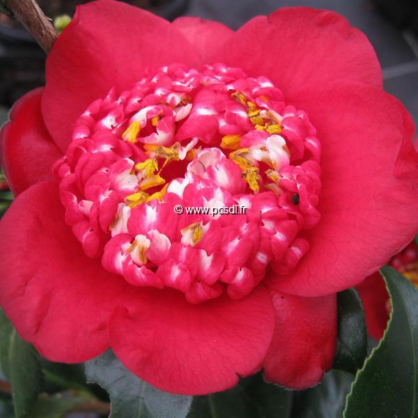 Camellia japonica Bobs Tinsie (2)