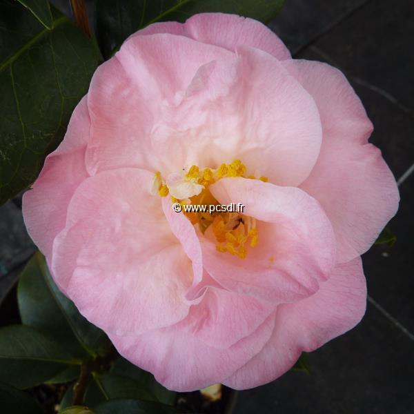 Camellia japonica Dr Tinsley (6)