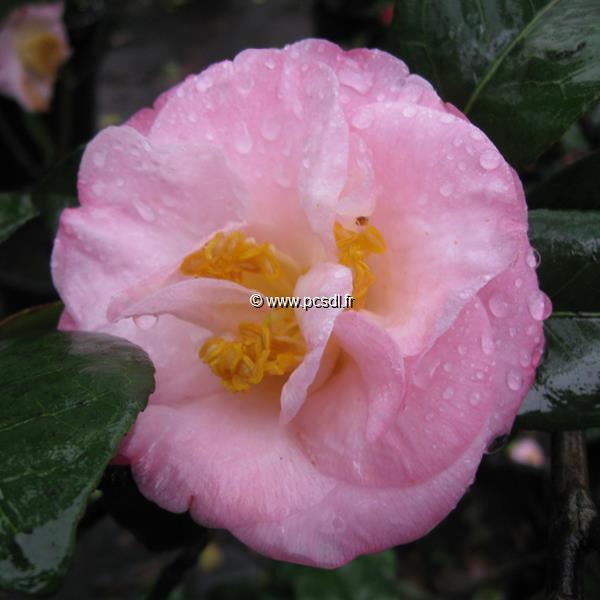 Camellia japonica Dr Tinsley (3)
