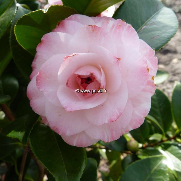 Camellia japonica Grace Albritton (3)