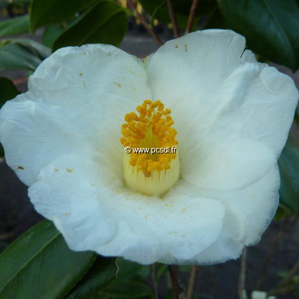 Camellia japonica Mme Lourmand