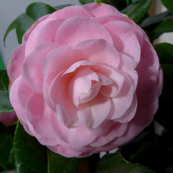 Camellia japonica Nuccio Cameo