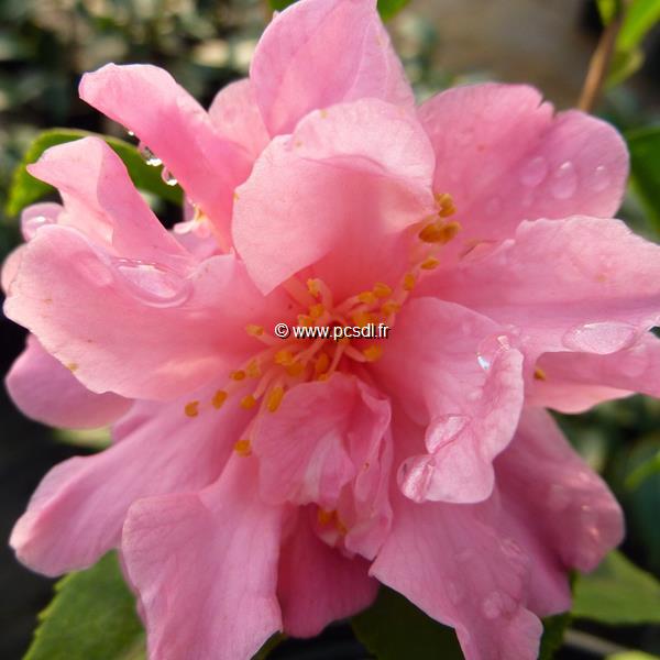 Camellia Fragrant Pink (3)