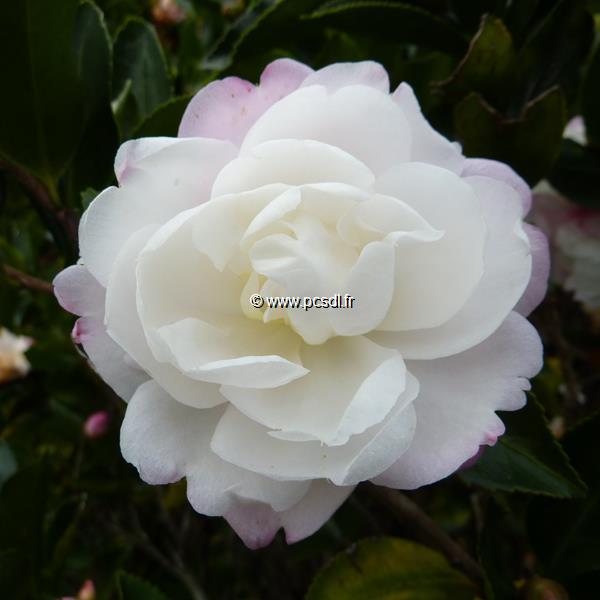 Camellia sasanqua Kogyoku (6)