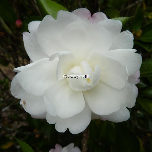 Camellia sasanqua Kogyoku (4)