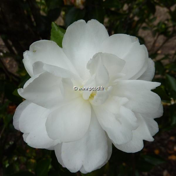 Camellia sasanqua Kogyoku (3)