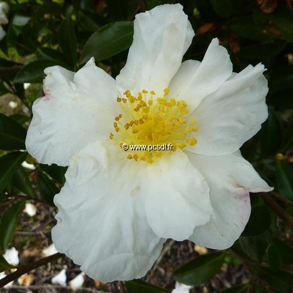 Camellia sasanqua Orcival (6)