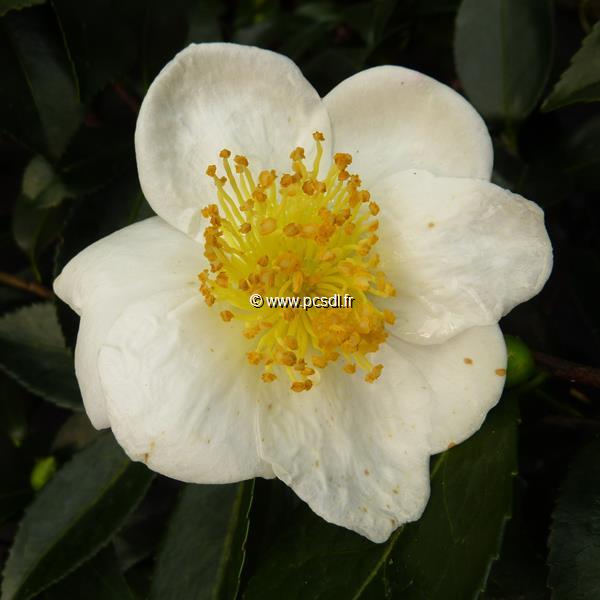 Camellia sasanqua Orcival