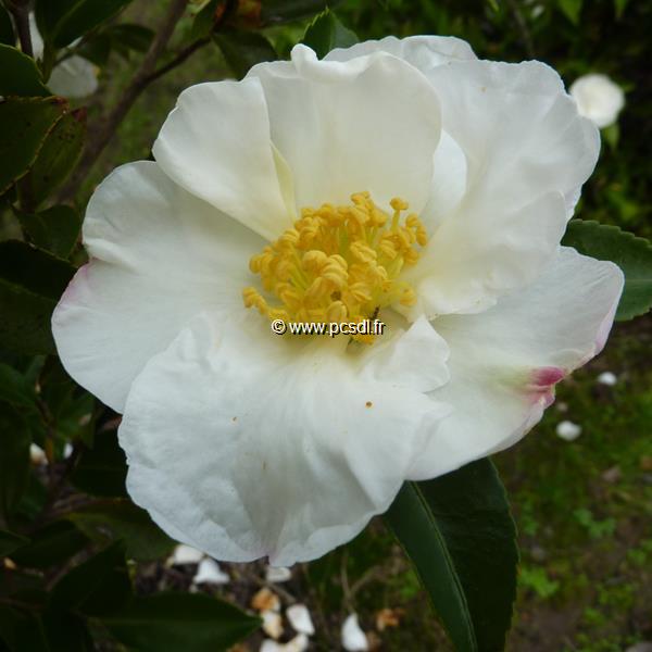 Camellia sasanqua Orcival (3)