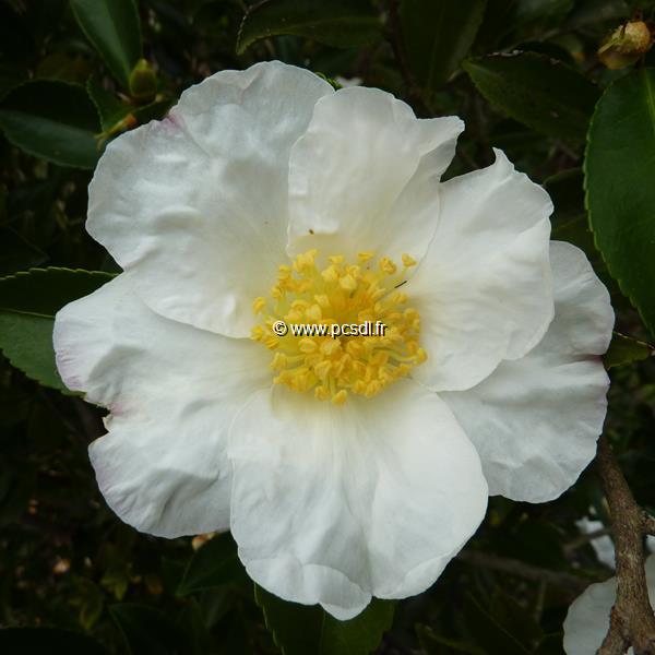 Camellia sasanqua Orcival (4)