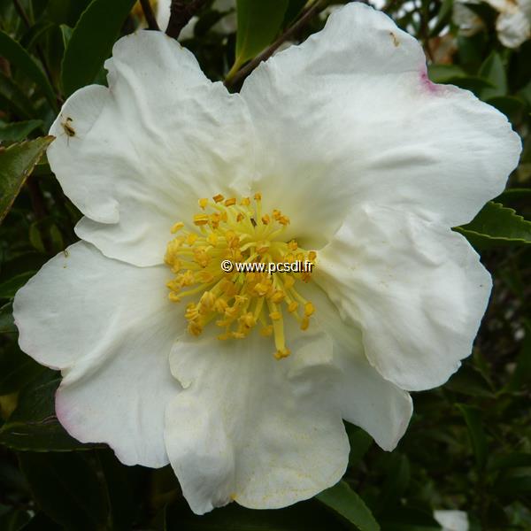 Camellia sasanqua Orcival (5)