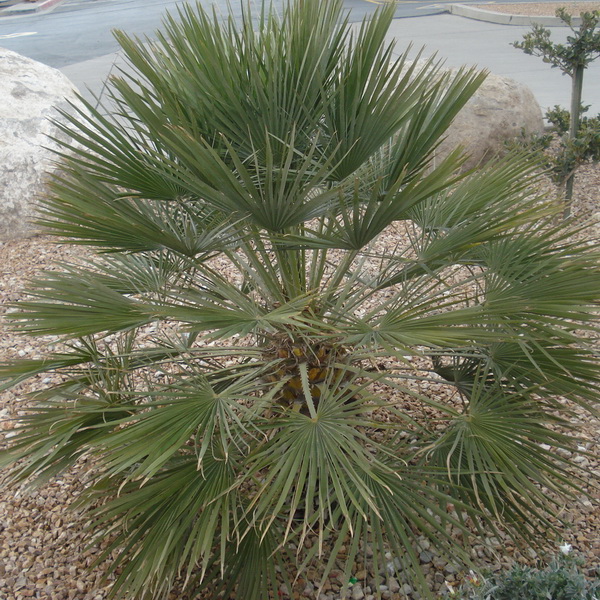 Chamaerops humilis (2)