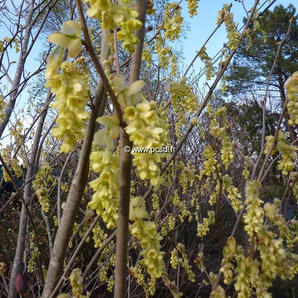 Corylopsis spicata (3)