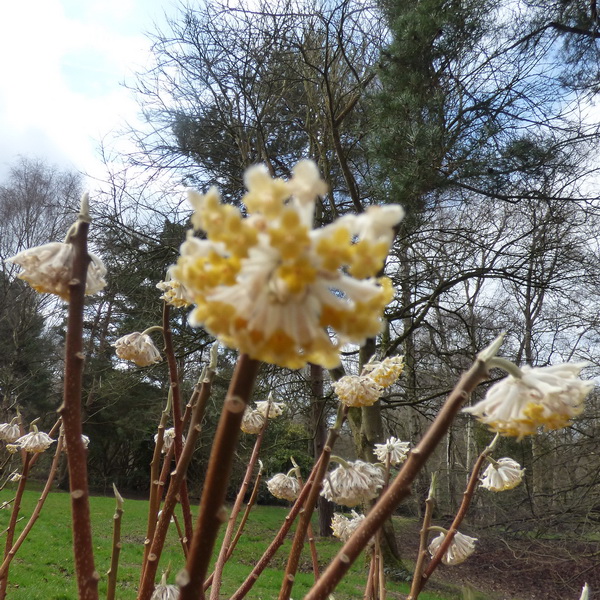 Edgeworthia chrysantha Winter Liebe (2)
