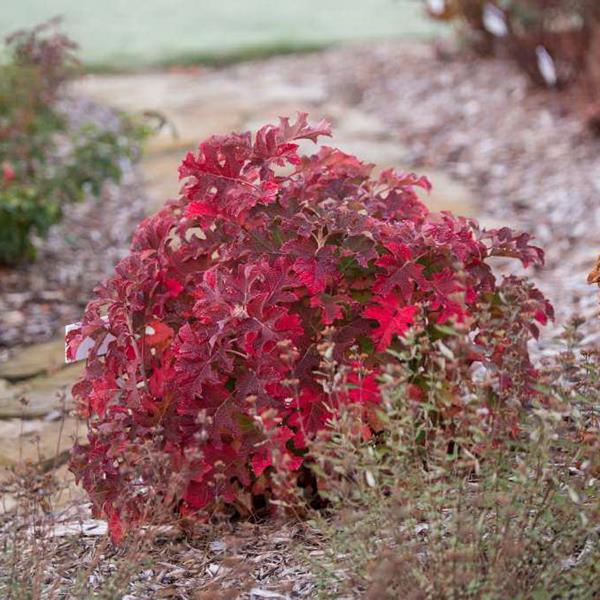 Hydrangea quercifolia Jetstream (4)