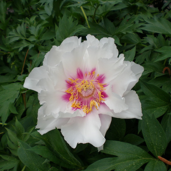 Paeonia Cora Louise