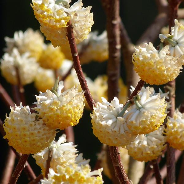 Edgeworthia chrysantha Grandiflora