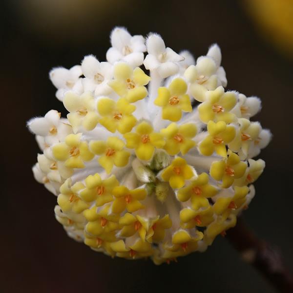 Edgeworthia chrysantha Grandiflora (1)