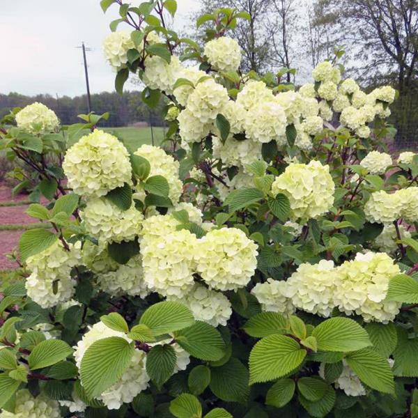 Viburnum plicatum Opening Day (1)