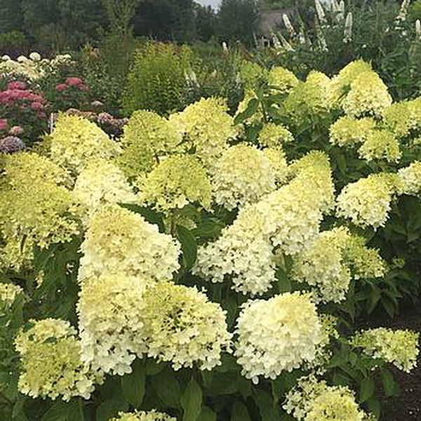 Hydrangea paniculata Pinkachu