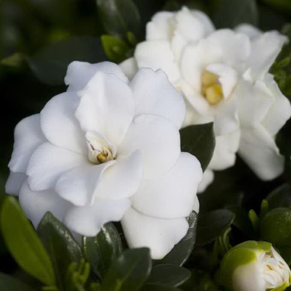 Gardenia jasminoides Double Mint (1)