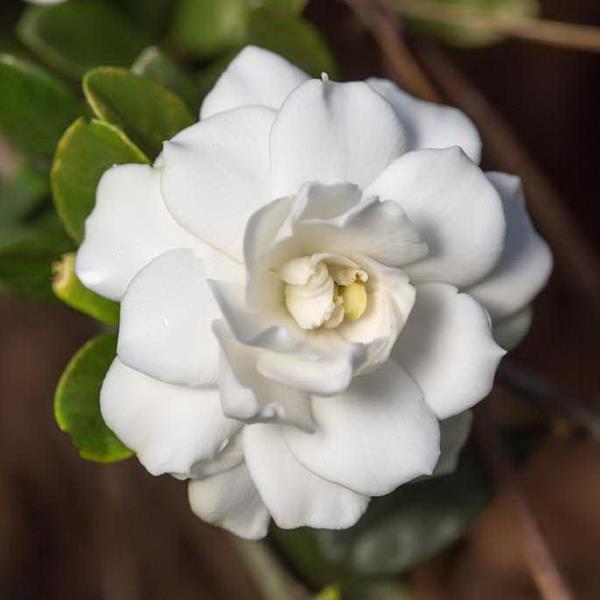 Gardenia jasminoides Double Mint (3)