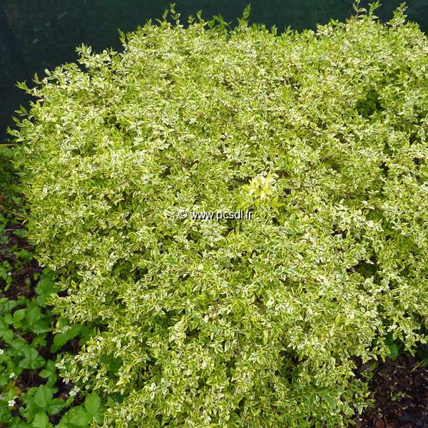 Abelia x grandiflora White Gold
