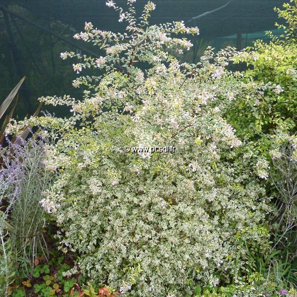 Abelia grandiflora White Gold (5)