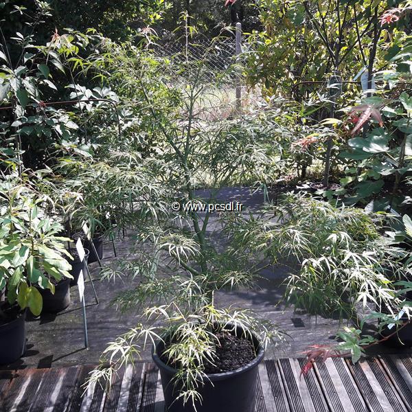 Acer palmatum Linearilobum
