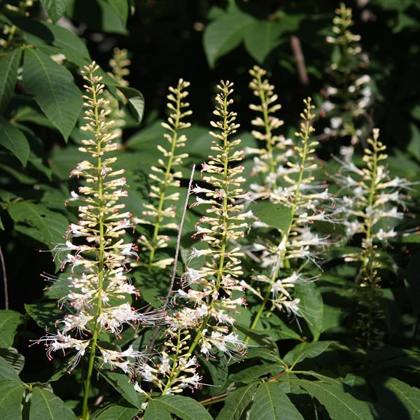 Aesculus parviflora (3)