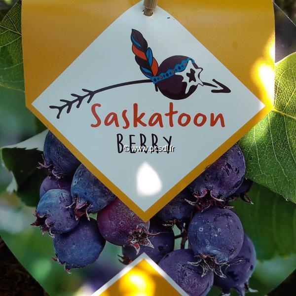Amelanchier Saskatoon Berry