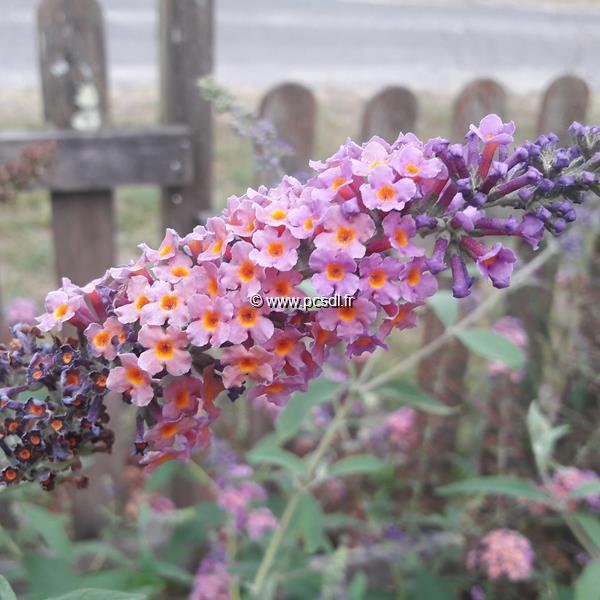 Buddleja x weyeriana Bicolor (2)