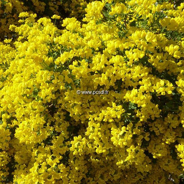 Coronilla valentina glauca (4)