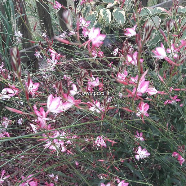 Gaura lindheimeri Rosy Jane