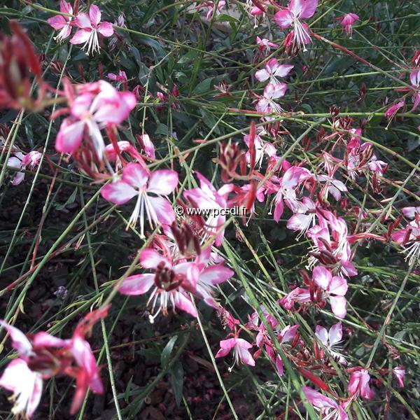 Gaura lindheimeri Rosy Jane (4)