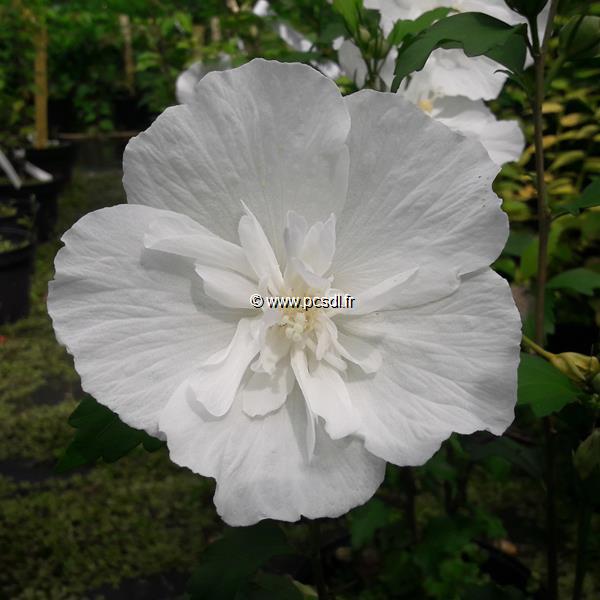 Hibiscus syriacus White Chiffon