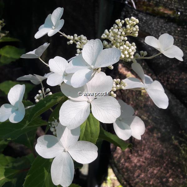 Hydrangea paniculata Levana