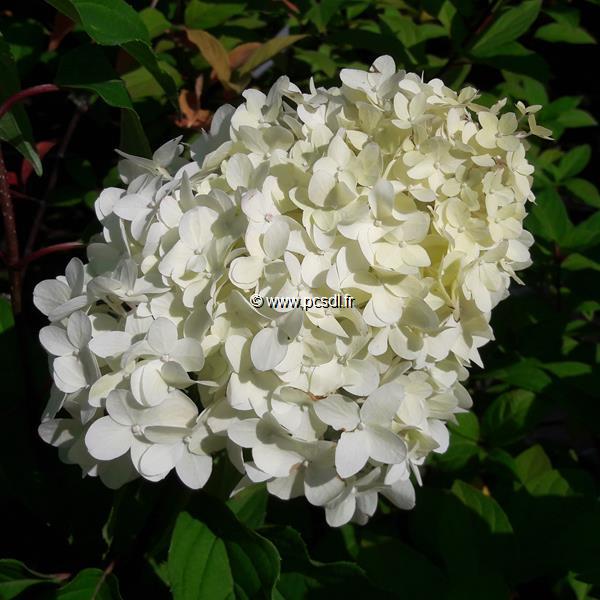 Hydrangea paniculata Pinkachu