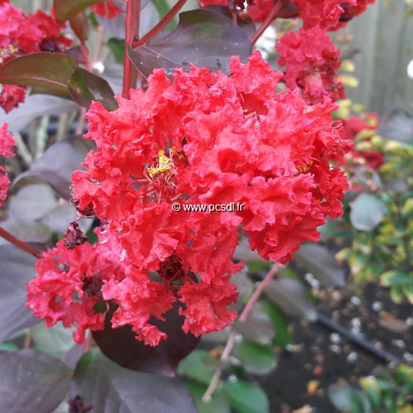 Lagerstroemia indica Dynamite (3)