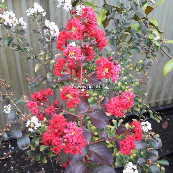 Lagerstroemia indica Dynamite (2)