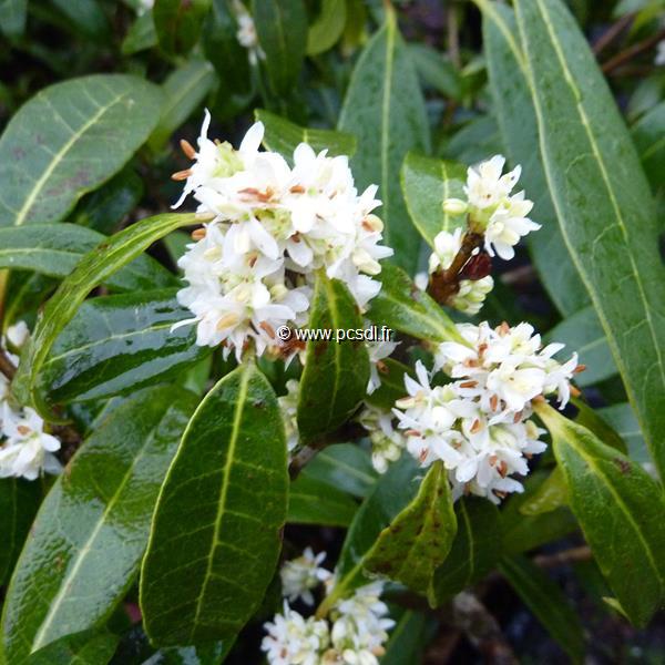 Osmanthus decorus (3)