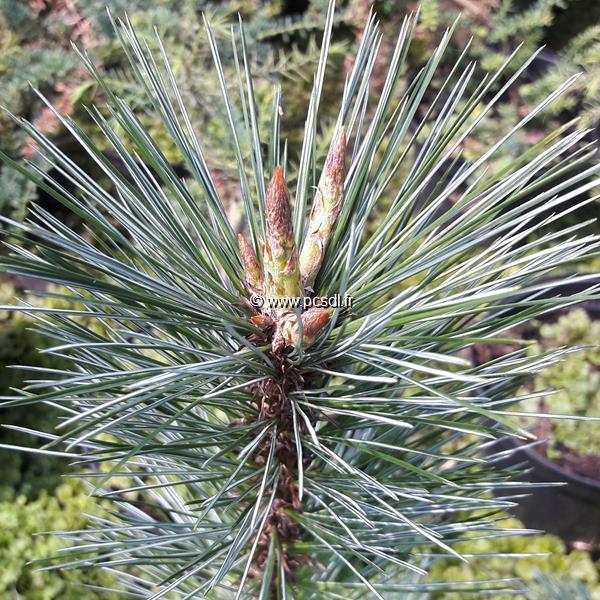 Pinus flexilis Tiny Temple (2)