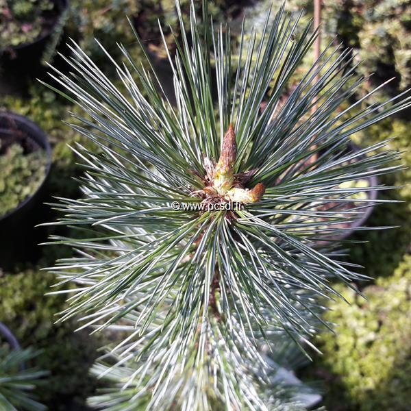 Pinus flexilis Tiny Temple