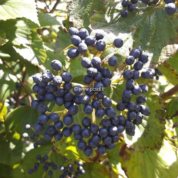 Viburnum bracteatum