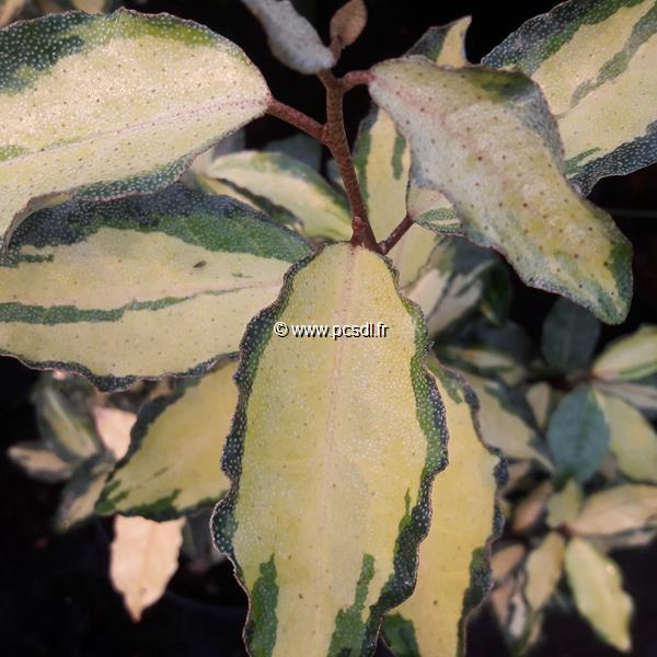 Elaeagnus ebbingei Maryline (3)