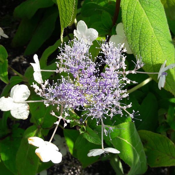 Hydrangea involucrata Late Love (2)