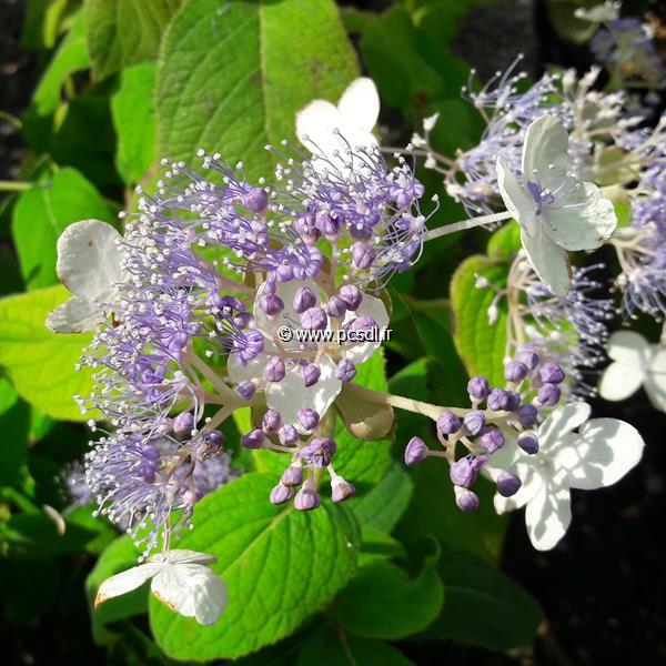 Hydrangea involucrata Late Love (1)