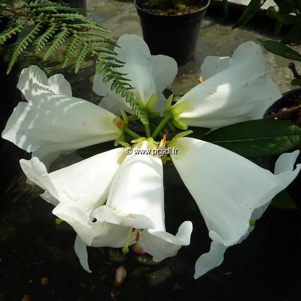 Rhododendron lindleyi (3)