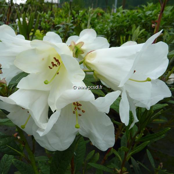 Rhododendron lindleyi (4)