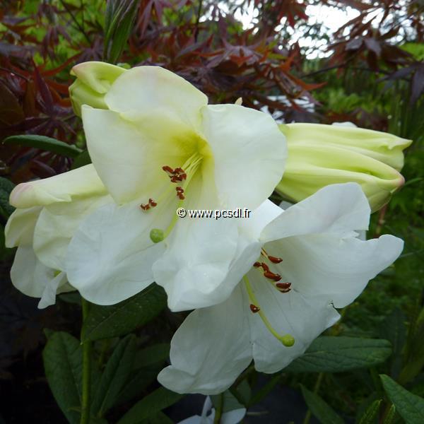 Rhododendron lindleyi (6)